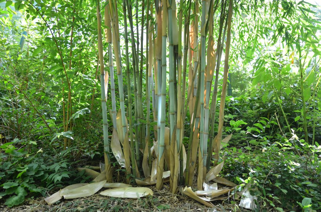 bambous non traçants pépinière vert tige