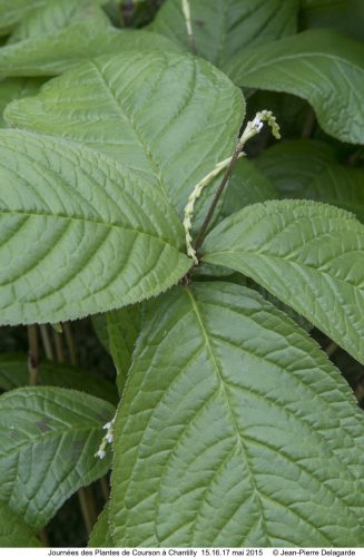 Chloranthus multistachys - Recommandation - Vert'Tige (1)