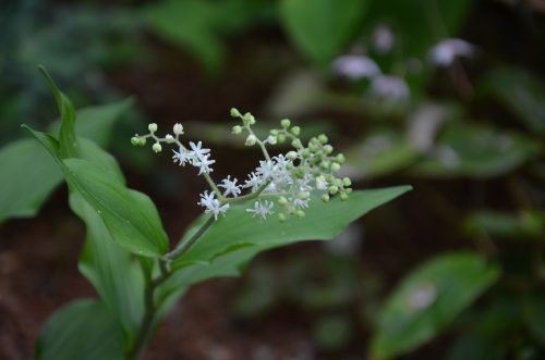 Maianthemum bicolor_Vert Tige