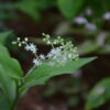 Maianthemum bicolor_Vert Tige