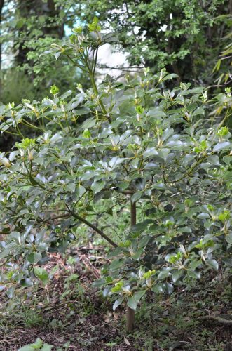 Trochodendron aralioides_Vert'Tige