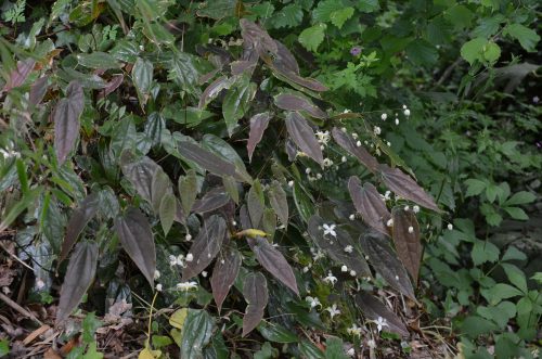 Epimedium acuminatum 'Yellow Flowered Form'_Vert'Tige