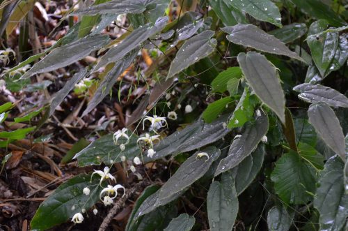 Epimedium acuminatum 'Yellow Flowered Form'_Vert'Tige