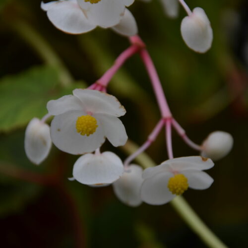 Begonia_SnowPop