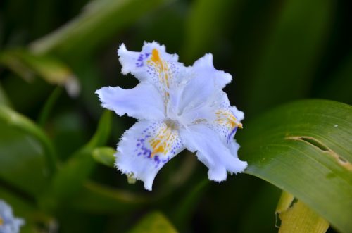 Iris japonica_Vert'Tige