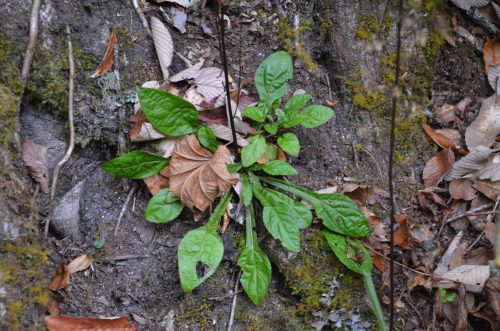 Ainsliaea latifolia_Vert'Tige