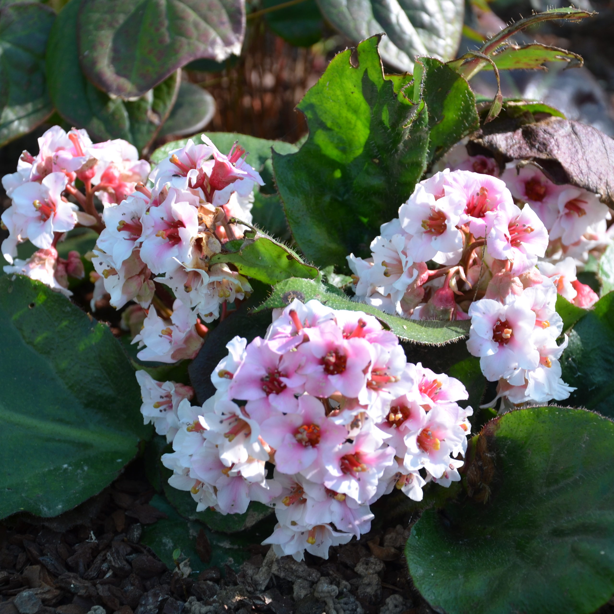 Bergenia Ciliata - Pépinière Vert'Tige